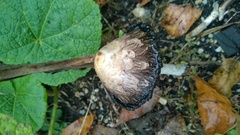 Coprinus comatus