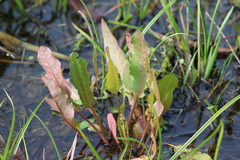 Rumex verticillatus