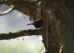 Melaniparus leuconotus