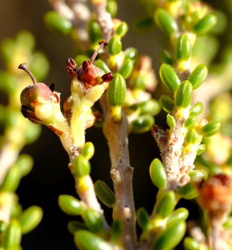 Erica cetrata