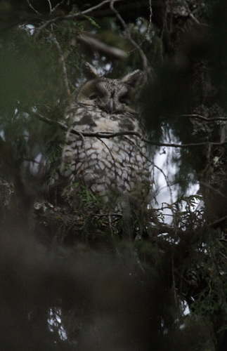 Abyssinian Owl (Asio abyssinicus)