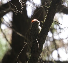 Chloropicus abyssinicus