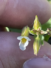 Erythranthe latidens