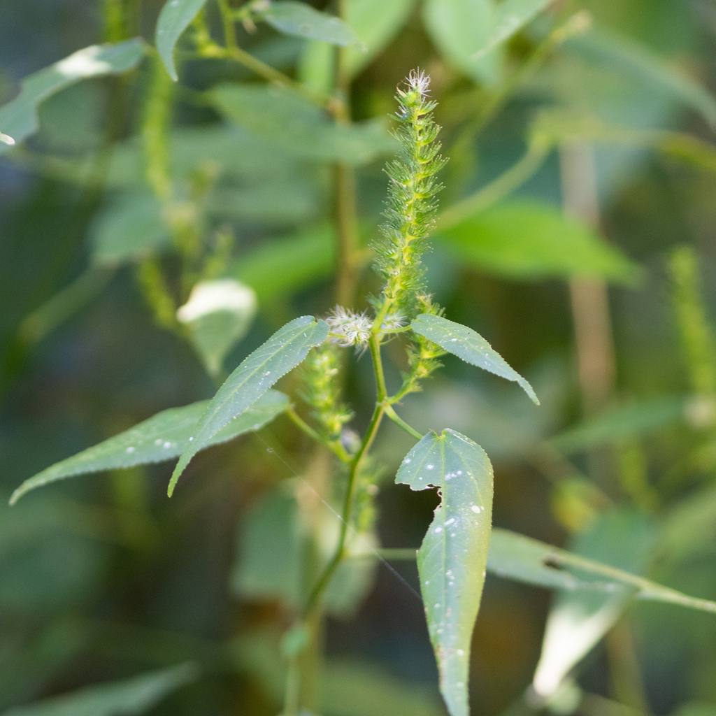 Acalypha gracilis 3