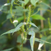 Acalypha gracilis - Photo (c) María Fernanda Goracy, some rights reserved (CC BY-NC), uploaded by María Fernanda Goracy