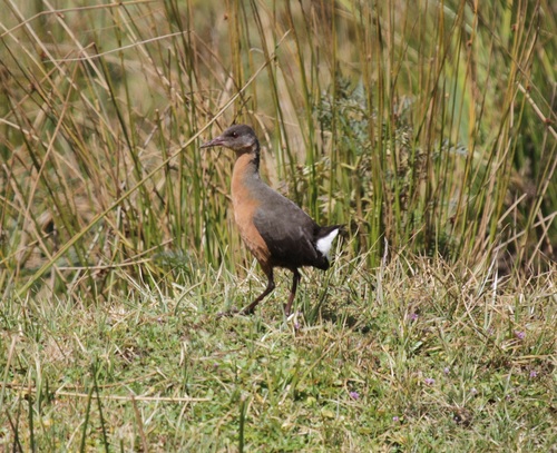 Rouget's Rail