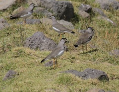Vanellus melanocephalus