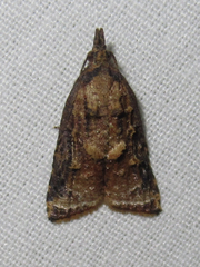 Platynota flavedana