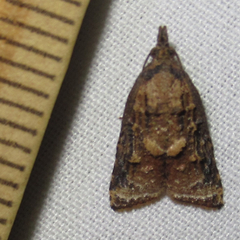 Platynota flavedana