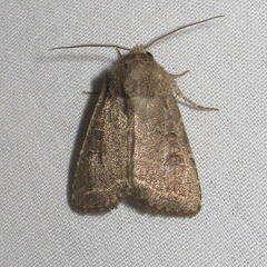 Protorthodes texicana