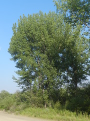Populus deltoides monilifera