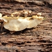 Fomitopsis serialiformis - Photo (c) Stephen Russell, alguns direitos reservados (CC BY-NC), uploaded by Stephen Russell