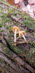 Chromosera