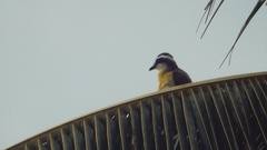 Pitangus sulphuratus
