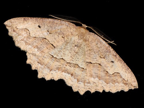Megalycinia