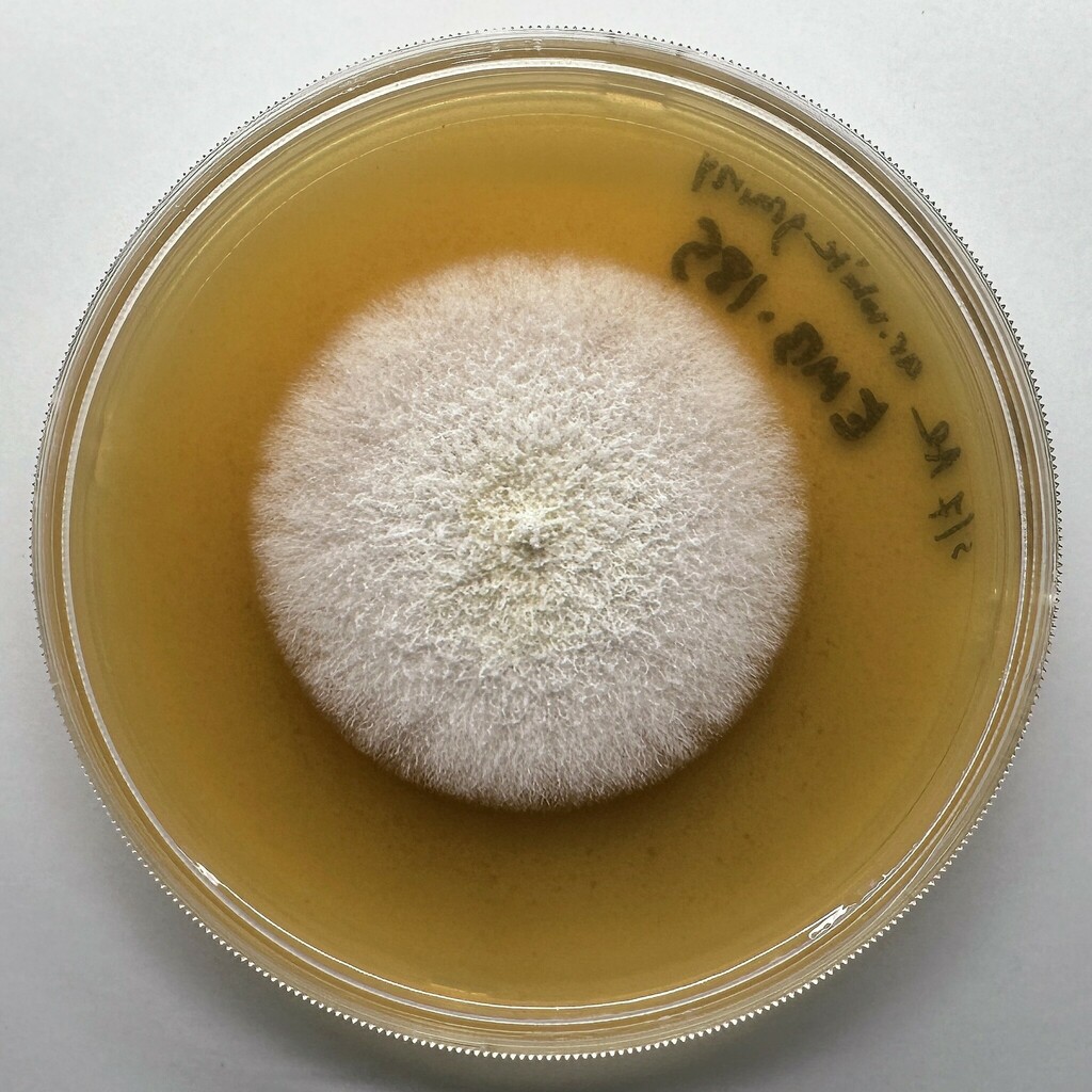Dinemasporium sasae