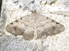 Frederickia disparcata