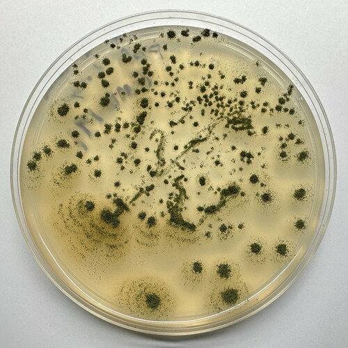 Kapang koji (Aspergillus oryzae)