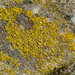 Mealy Firedot Lichen - Photo (c) Mark Skevington, some rights reserved (CC BY-NC)