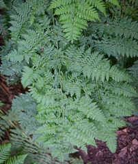 Dryopteris guanchica image