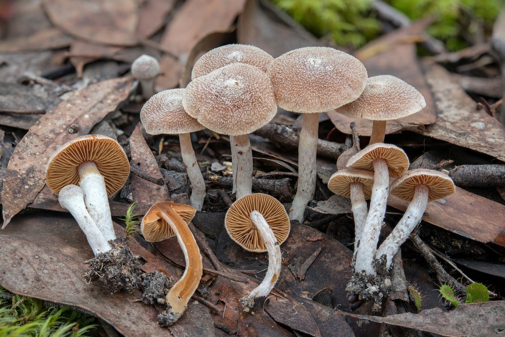 Cortinarius fibrillosus