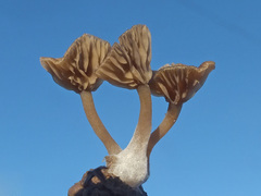 Arrhenia griseopallida