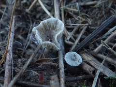 Arrhenia griseopallida