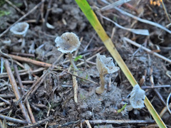 Arrhenia griseopallida
