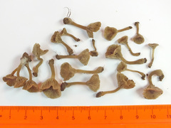 Arrhenia griseopallida