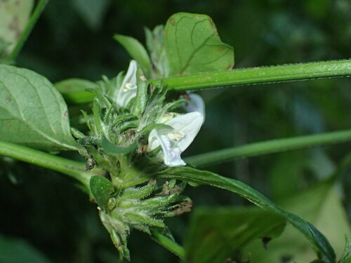 Image of Isoglossa ciliata by (c) Mahomed Desai, some rights reserved (CC BY)