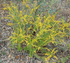 Solidago radula