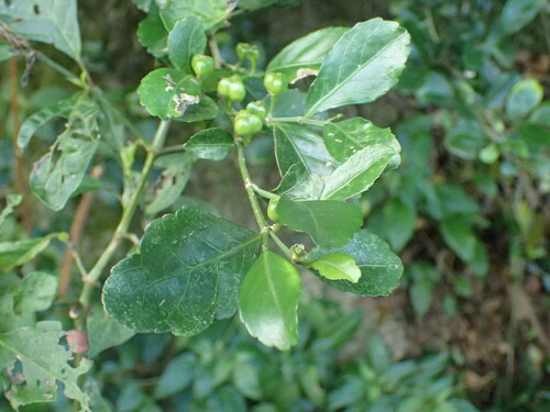 Canaryberry (Suregada africana)