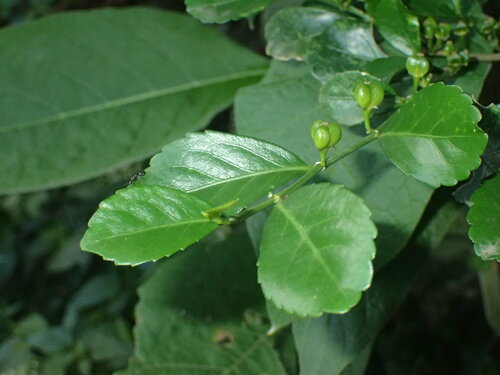 Image of Suregada africana by (c) Mahomed Desai, some rights reserved (CC BY)