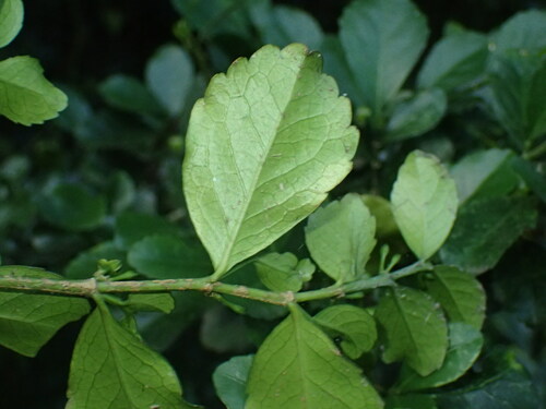Image of Suregada africana by (c) Mahomed Desai, some rights reserved (CC BY)