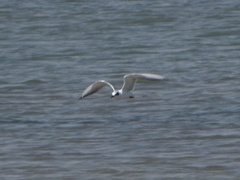 Sterna forsteri