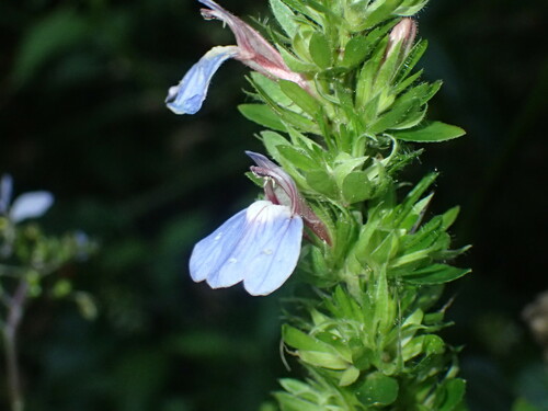 Image of Justicia petiolaris by (c) Mahomed Desai, some rights reserved (CC BY)