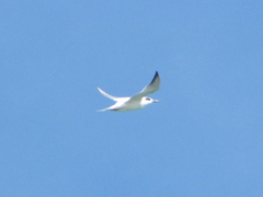 Sterna forsteri