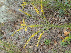 Solidago radula