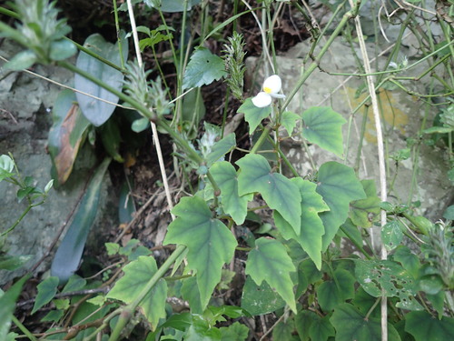 Begonia homonyma