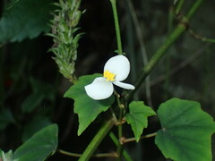 (c) Mahomed Desai, some rights reserved (CC BY) Begonia homonyma, photograph (c) Mahomed Desai, some rights reserved (CC BY)