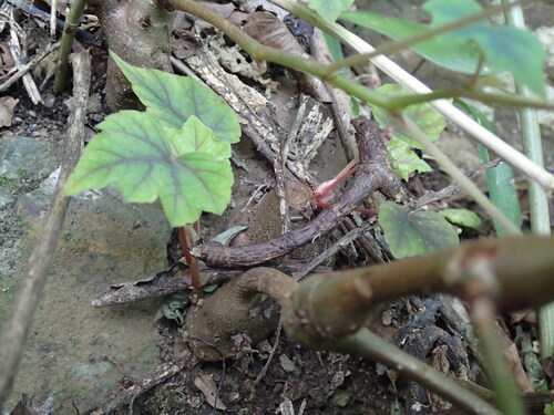 Begonia homonyma, photograph 2