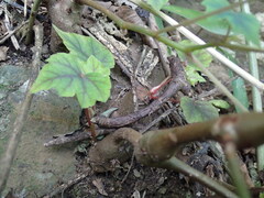 (c) Mahomed Desai, some rights reserved (CC BY) Begonia homonyma, photograph (c) Mahomed Desai, some rights reserved (CC BY)