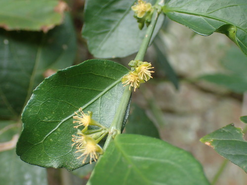 Image of Suregada africana by (c) Mahomed Desai, some rights reserved (CC BY)