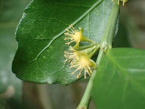 Image of Suregada africana by (c) Mahomed Desai, some rights reserved (CC BY)