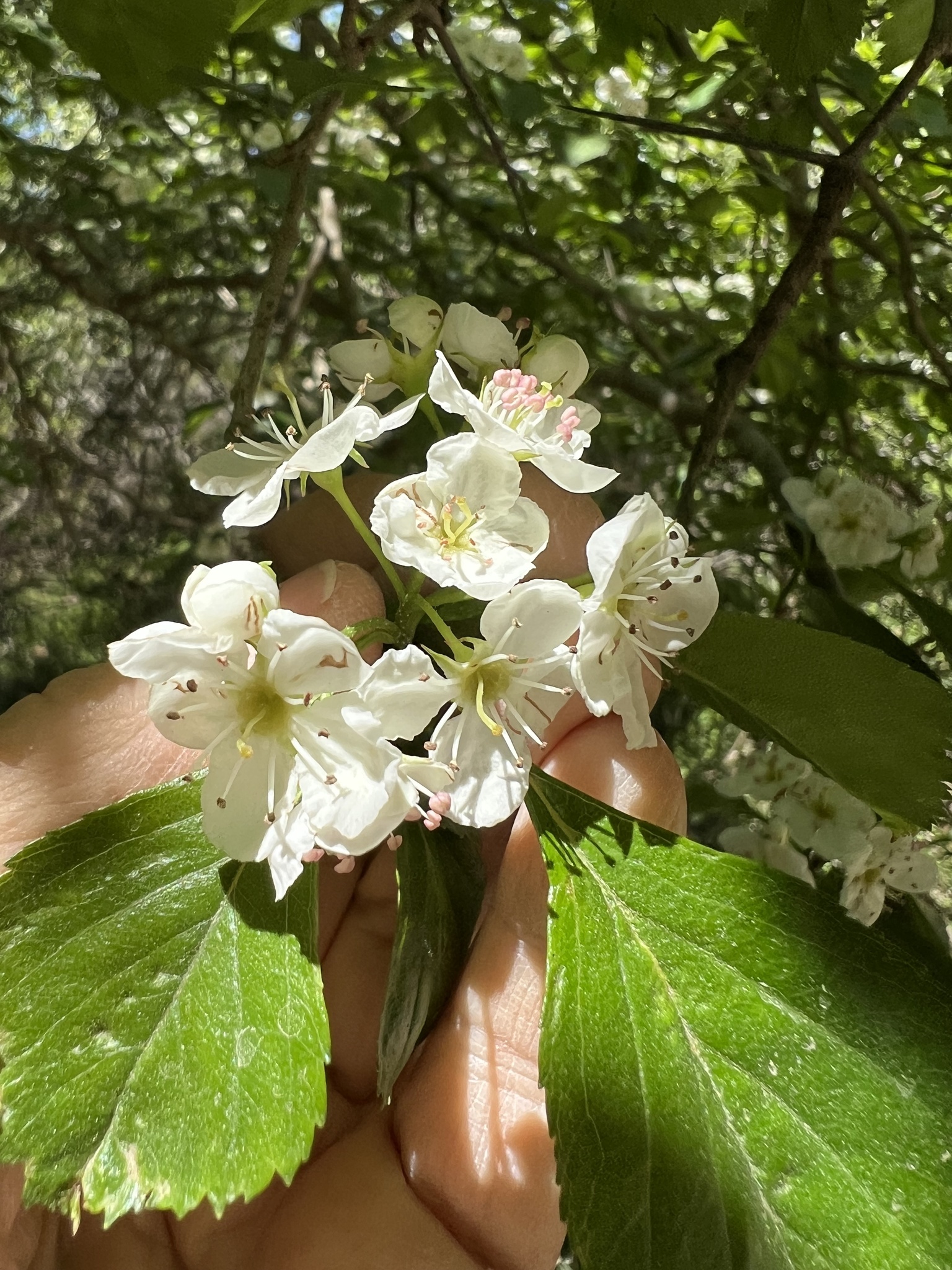 Crataegus schizophylla