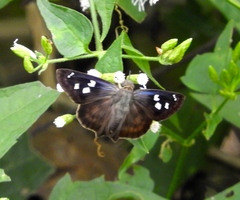 Polygonus savigny savigny