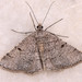 Acanthovalva inconspicuaria - Photo (c) Paolo Mazzei,  זכויות יוצרים חלקיות (CC BY-NC), הועלה על ידי Paolo Mazzei