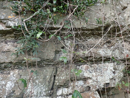 Petopentia natalensis, photograph 3