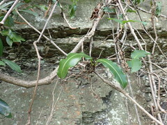 Petopentia natalensis, photograph Mahomed Desai, CC BY, iNaturalist via GBIF