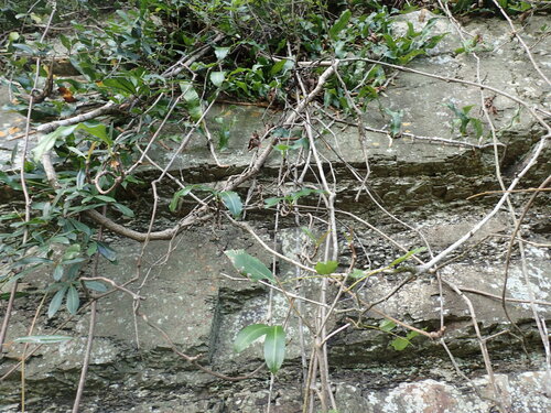 Petopentia natalensis, photograph 5